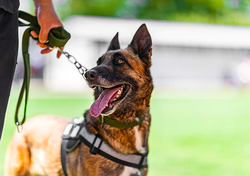 image de chien de sécurité